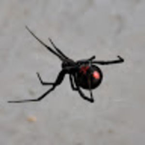 Meet your Posher, Max